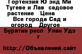 Гортензия Ю энд Ми Тугеве и Лав, садовое растение › Цена ­ 550 - Все города Сад и огород » Другое   . Бурятия респ.,Улан-Удэ г.